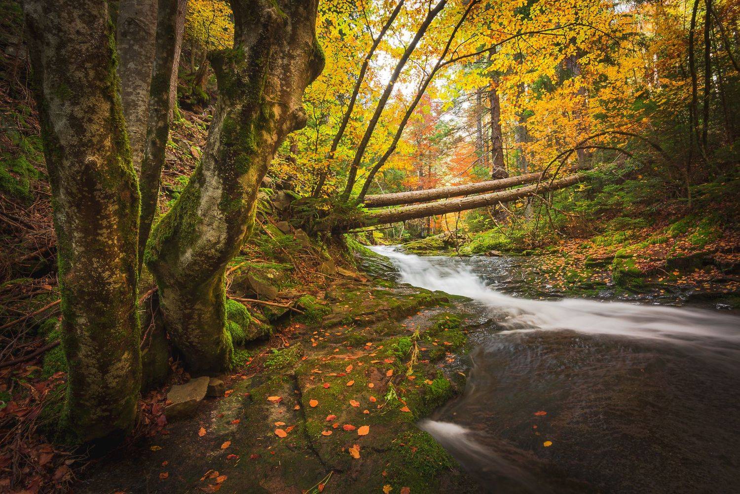 , Atanasova - Lucero Mariyana