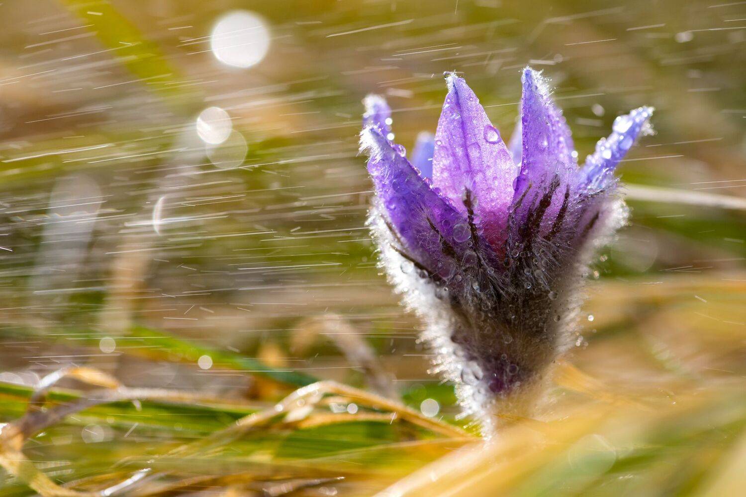 , Atanasova - Lucero Mariyana