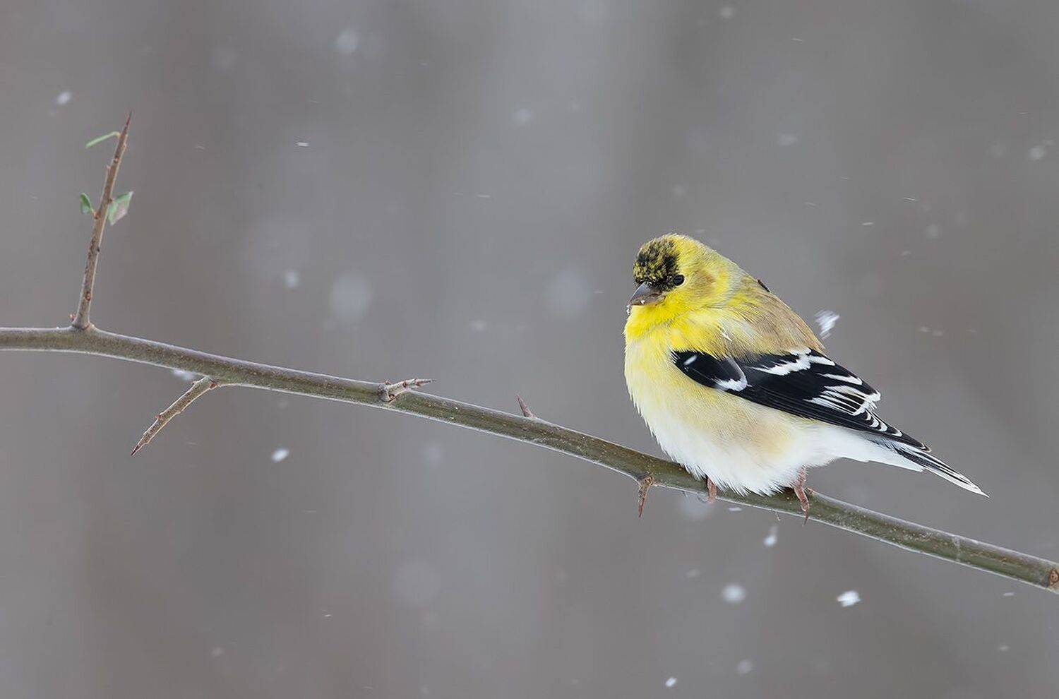 american goldfinch, американский чиж, чиж, cнег, зима, Elizabeth Etkind
