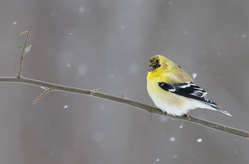 American Goldfinch - Американский чиж