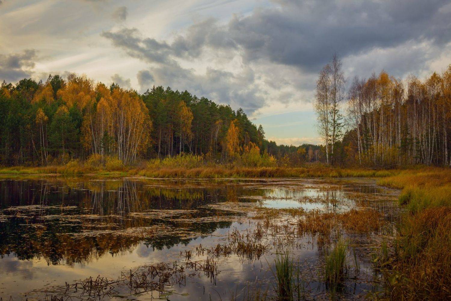 осень октябрь черная порза, Дмитрий Алексеев