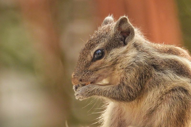 furry фото превью