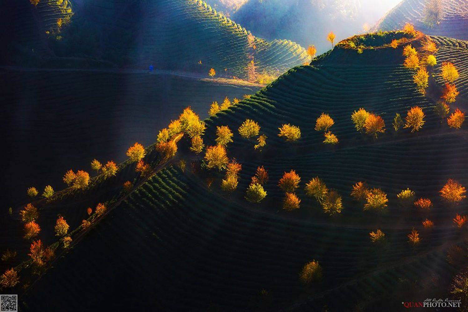 quanphoto, landscapes, nature, sunlight, trees, blossom, mountains, hill, vietnam, quanphoto