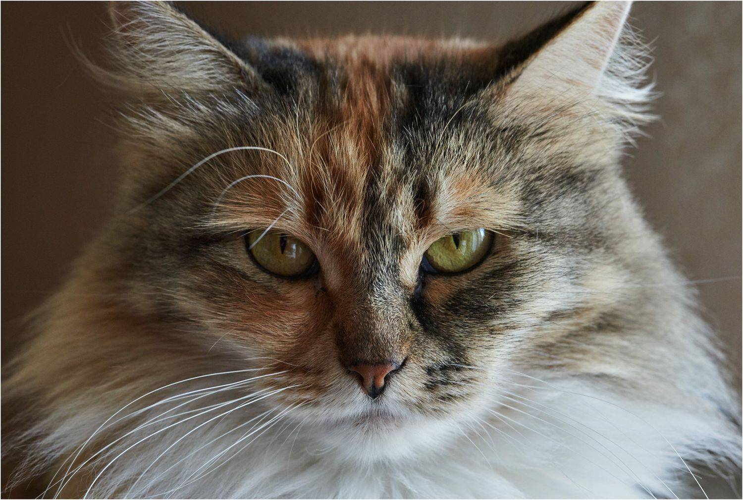 , Владимир Краснов