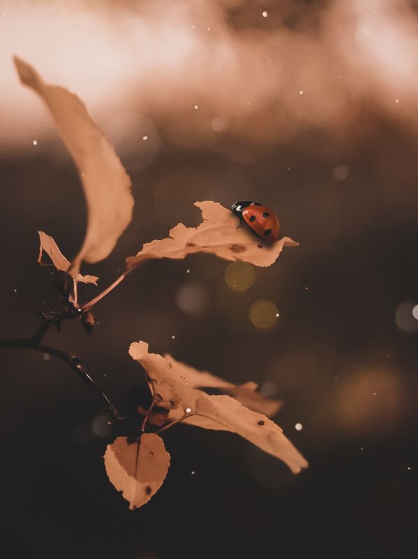 Осень в лесу фото превью