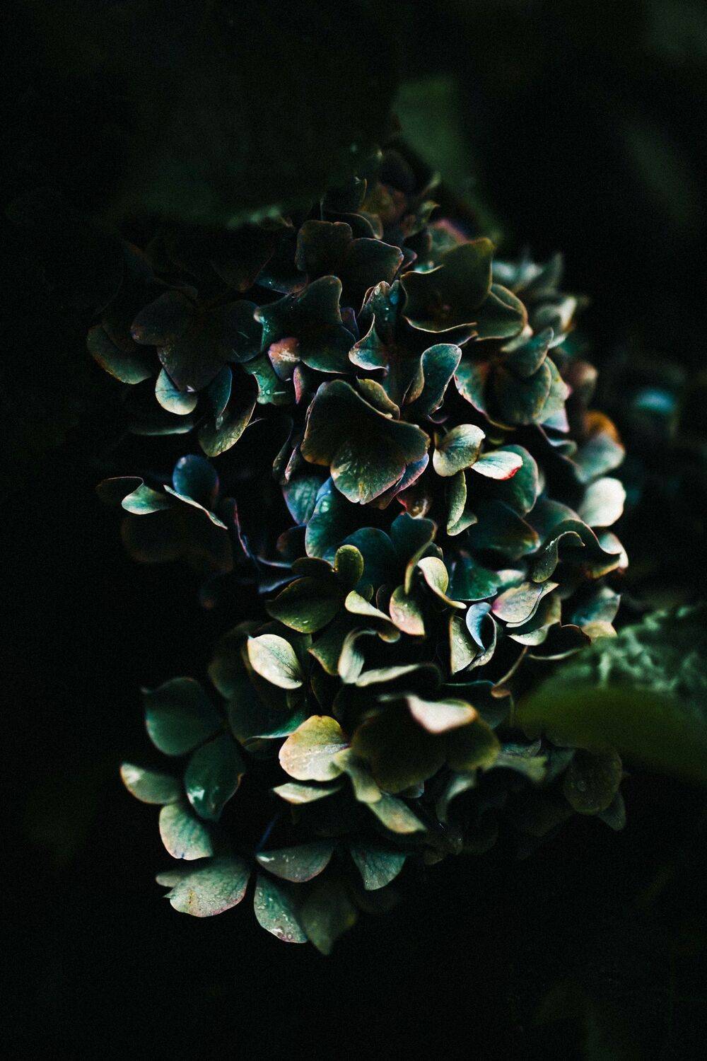 гортензия, Виктория Котова