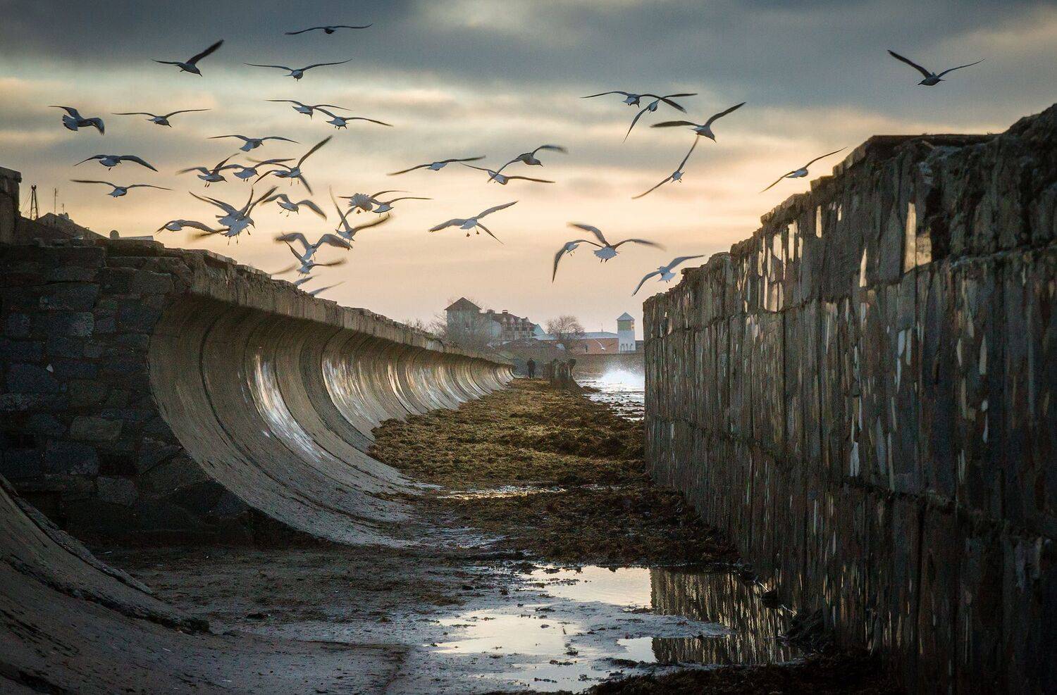 осень, чайки, море, шторм, Елена Покрепа