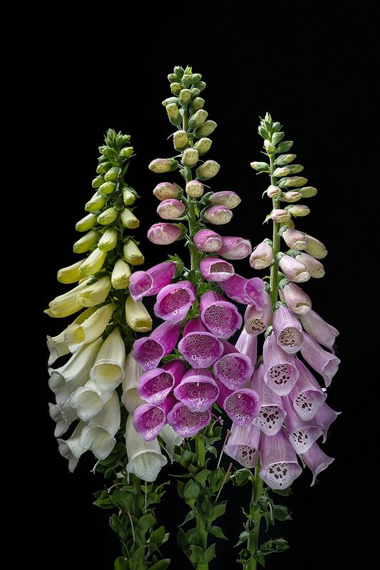 цветы, наперстянка, флора, цветение, дигиталис, лепестки, растения Трио фото превью