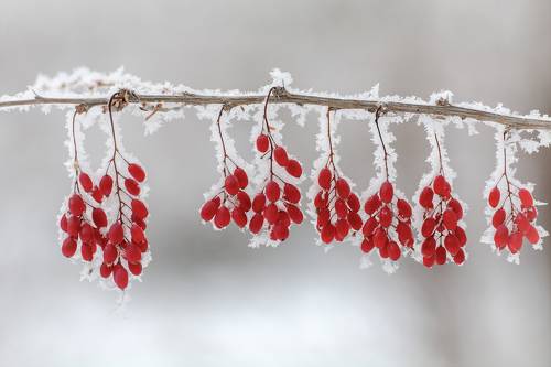 зимняя ягода..