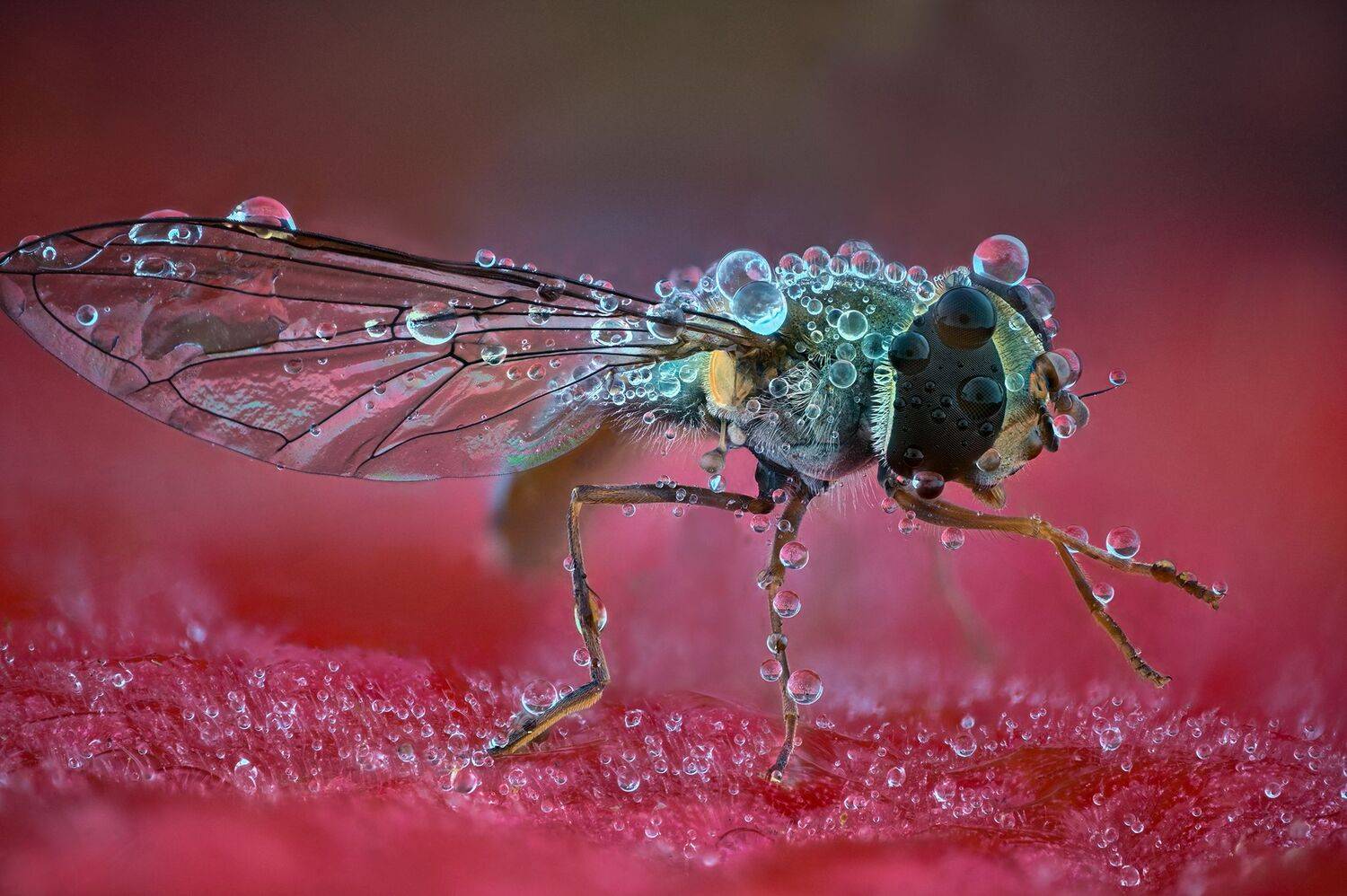 ceclii,macro,nikonz6ii, Tsvetan Ganev