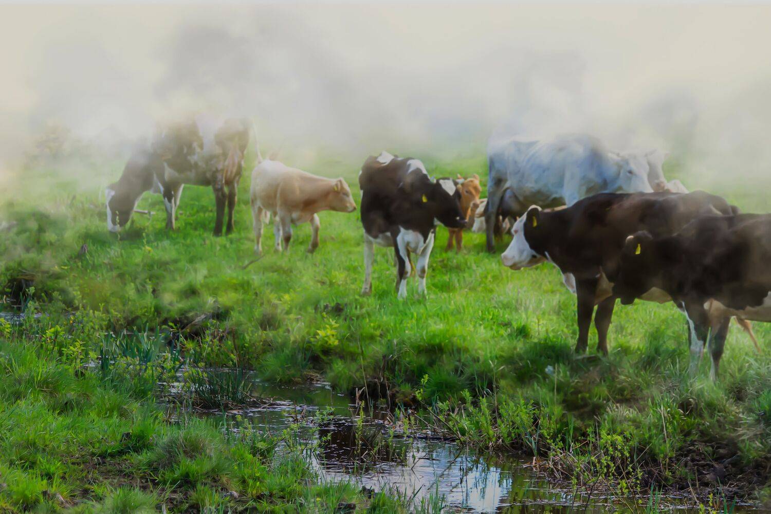 summer landscapes, animals, cows, nature, pastures, rural pastoral, idyll,, DZINTRA REGINA JANSONE