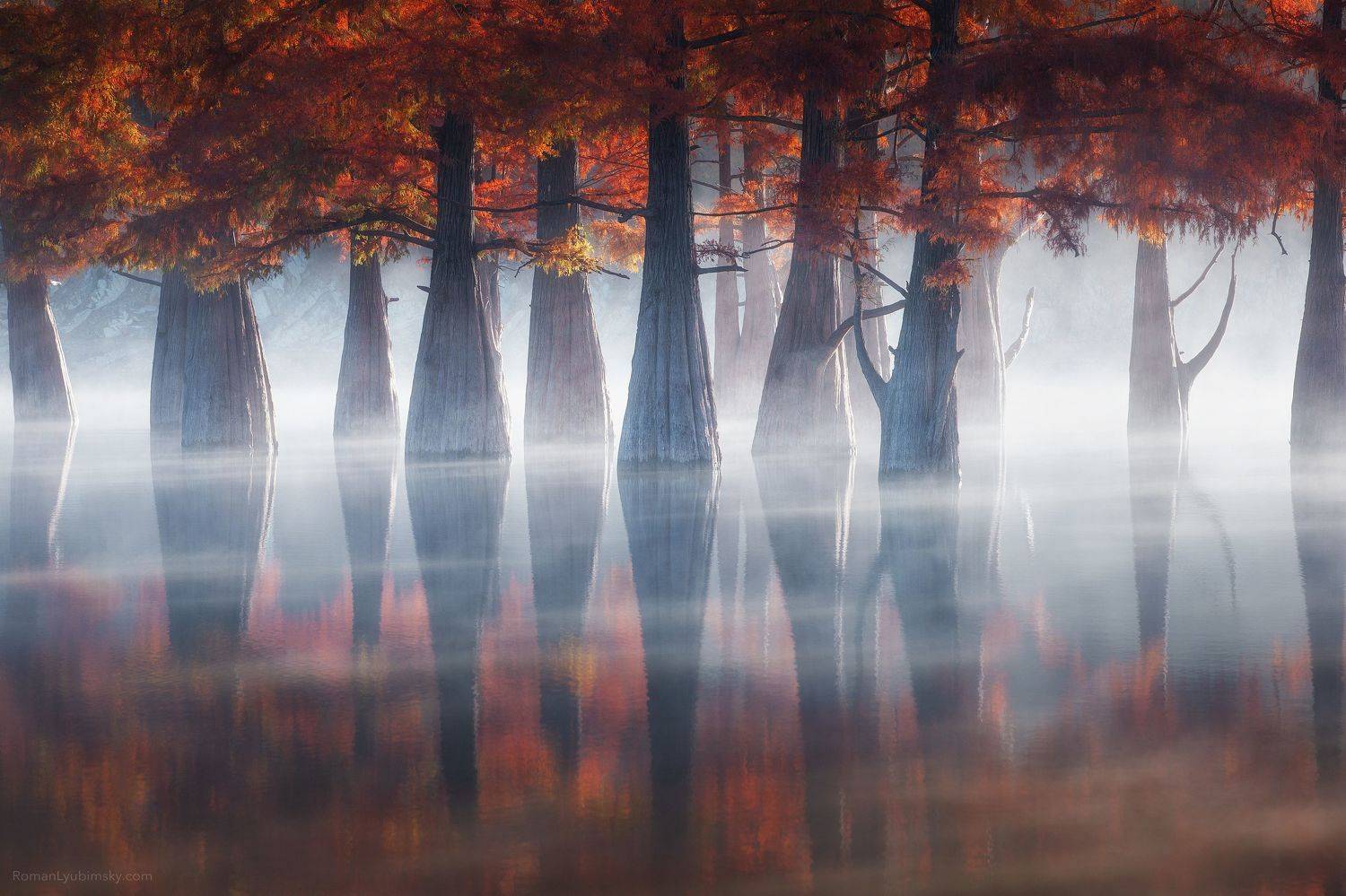 деревья, пейзаж, новороссийск, россия, анапа, кипарисы, утро, рассвет, мистика., Роман Любимский