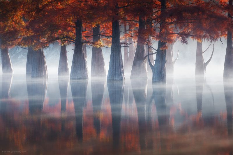 деревья, пейзаж, новороссийск, россия, анапа, кипарисы, утро, рассвет, мистика. Магия рассвета фото превью