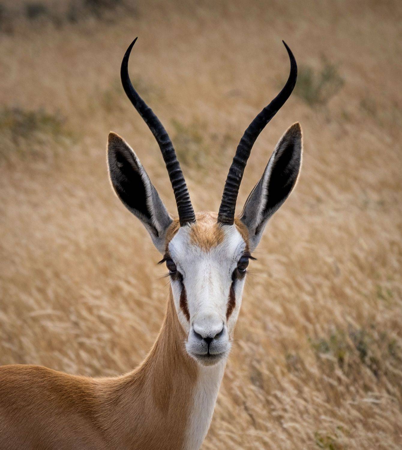 дикие животные, сафари, антилопа, спрингбок, африка, намибия, нд, намибия 2021, Надежда Демкина