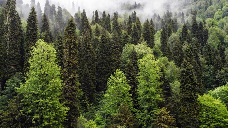 пейзаж Рицинский реликтовый национальный парк фото превью