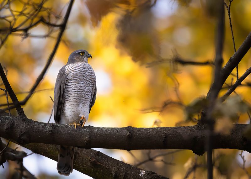 Sparrow-hawk фото превью