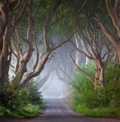 The Dark Hedges