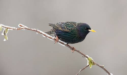 European Starling - Обыкновенный скворец