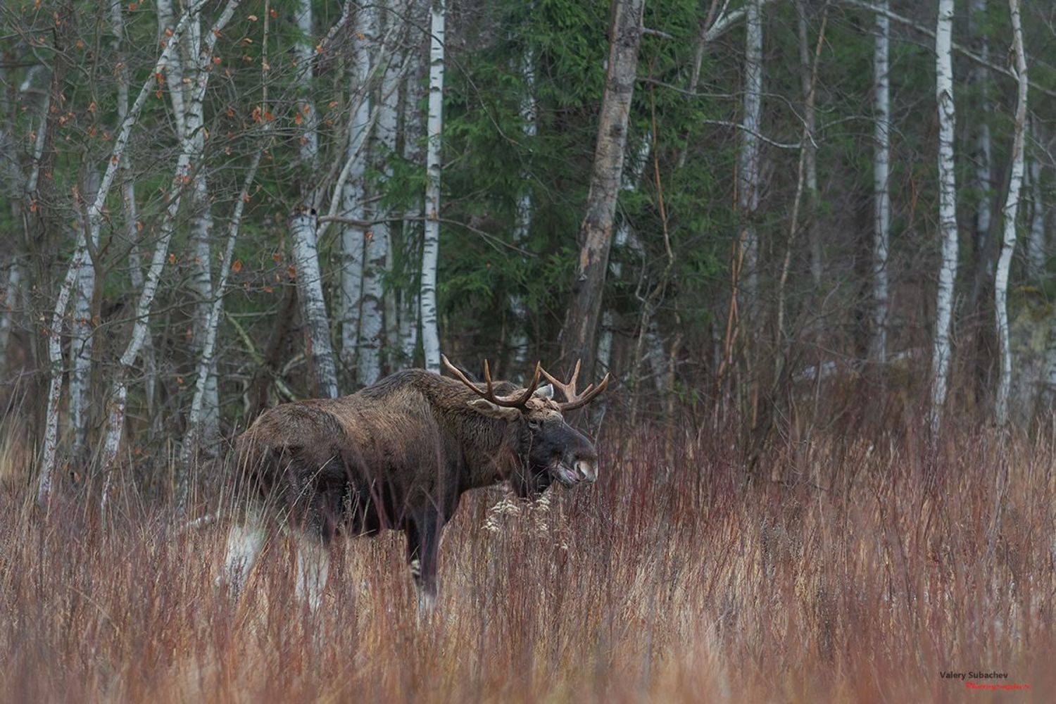 , Валерий Субачев