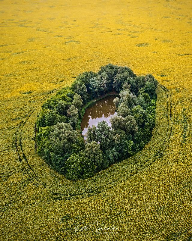 Озеро в подсолнухах фото превью