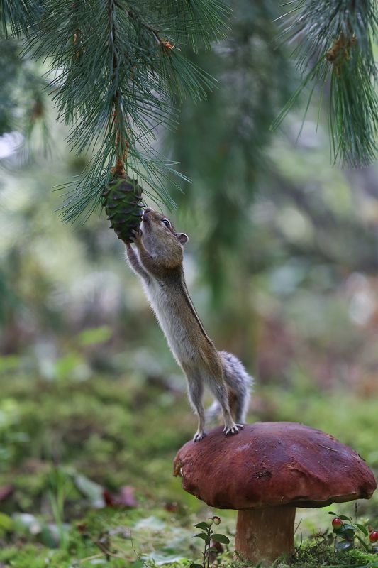 нерюнгри, бурундук, якутия, дикие_животные Я так нежно тебя обниму....! фото превью