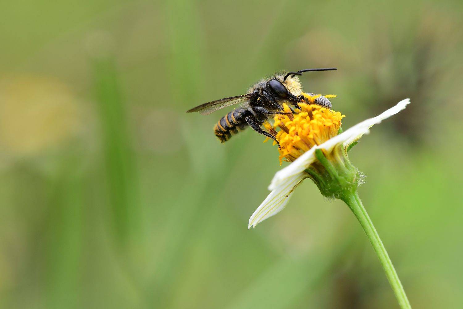 denis moura, mogi das cruzes, brasil, bee, Moura Denis