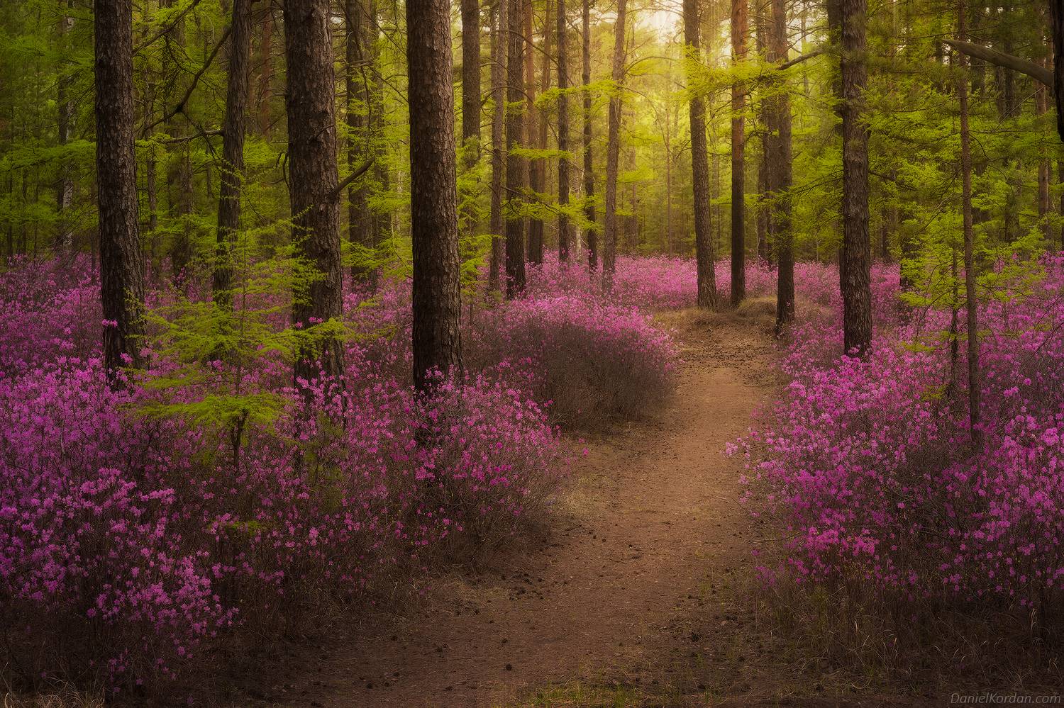 Забайкалье, Даниил Коржонов