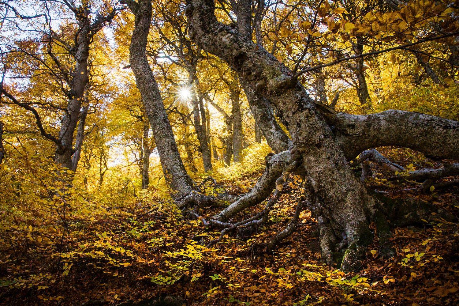осень, деревья,, Елена Покрепа