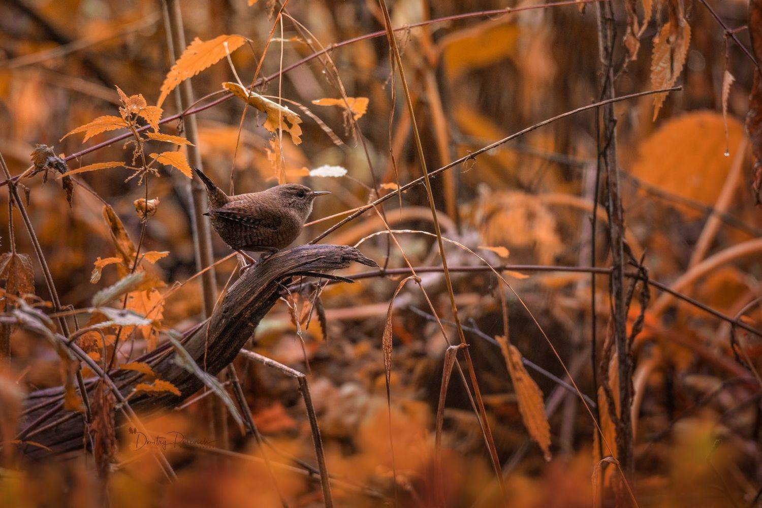 природа, лес, поля, огороды, животные, птицы, макро, Дмитрий Посевич