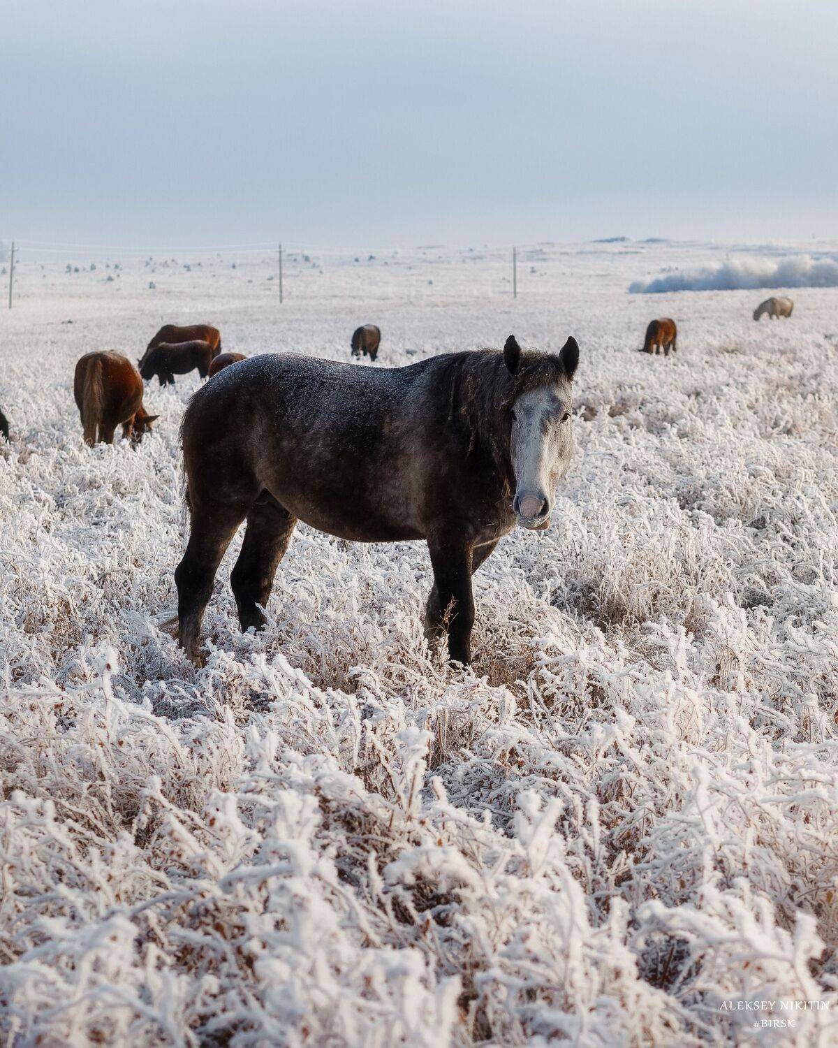 , Алексей Никитин