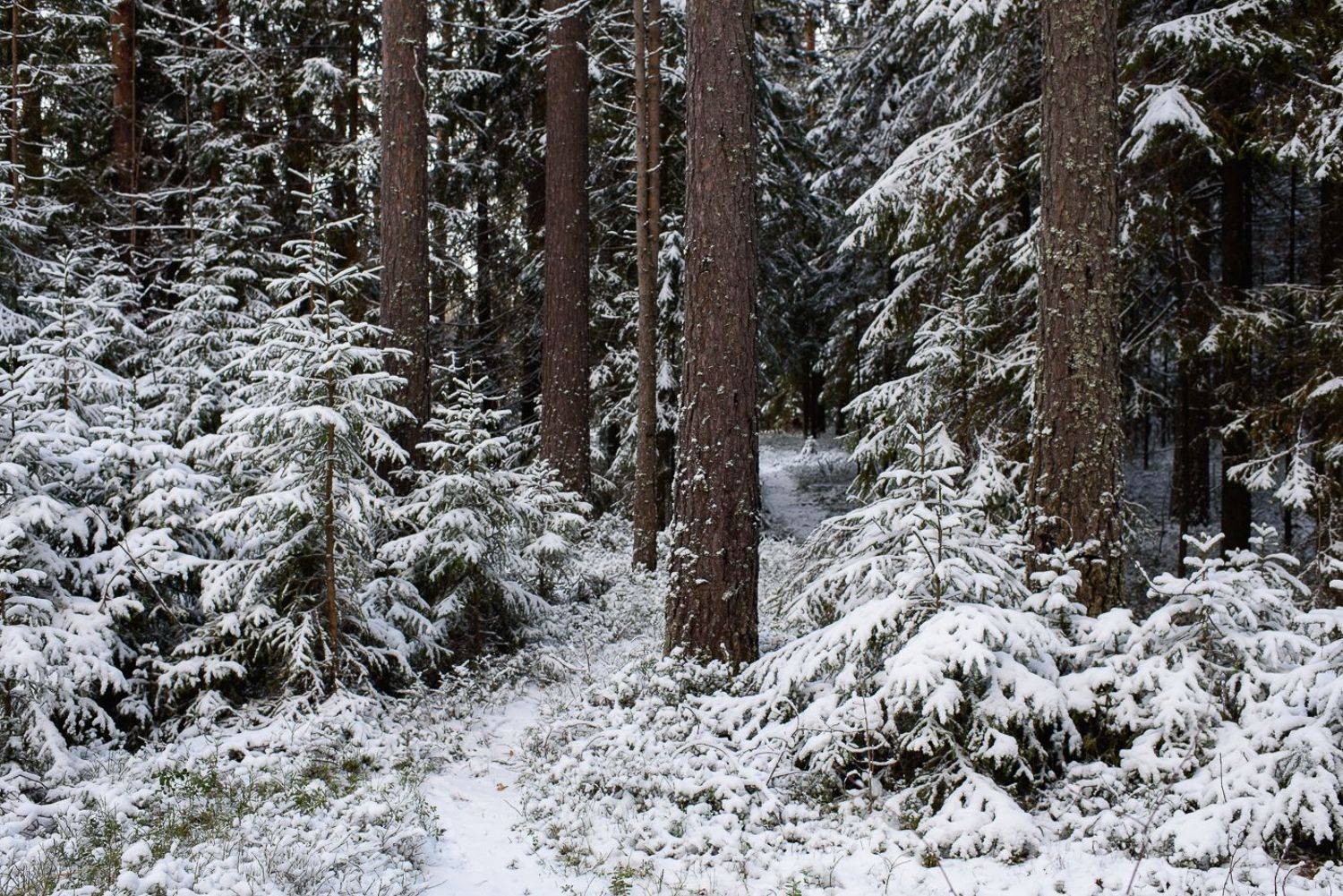 , Григорий Пиль