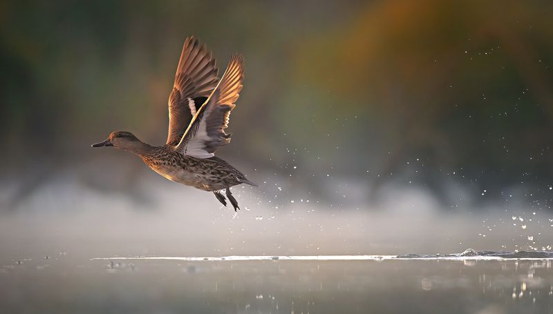 Anas crecca фото превью