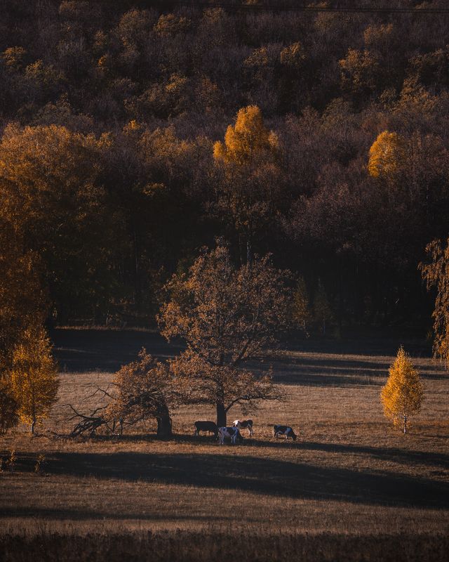 на лугу пасутся   фото превью