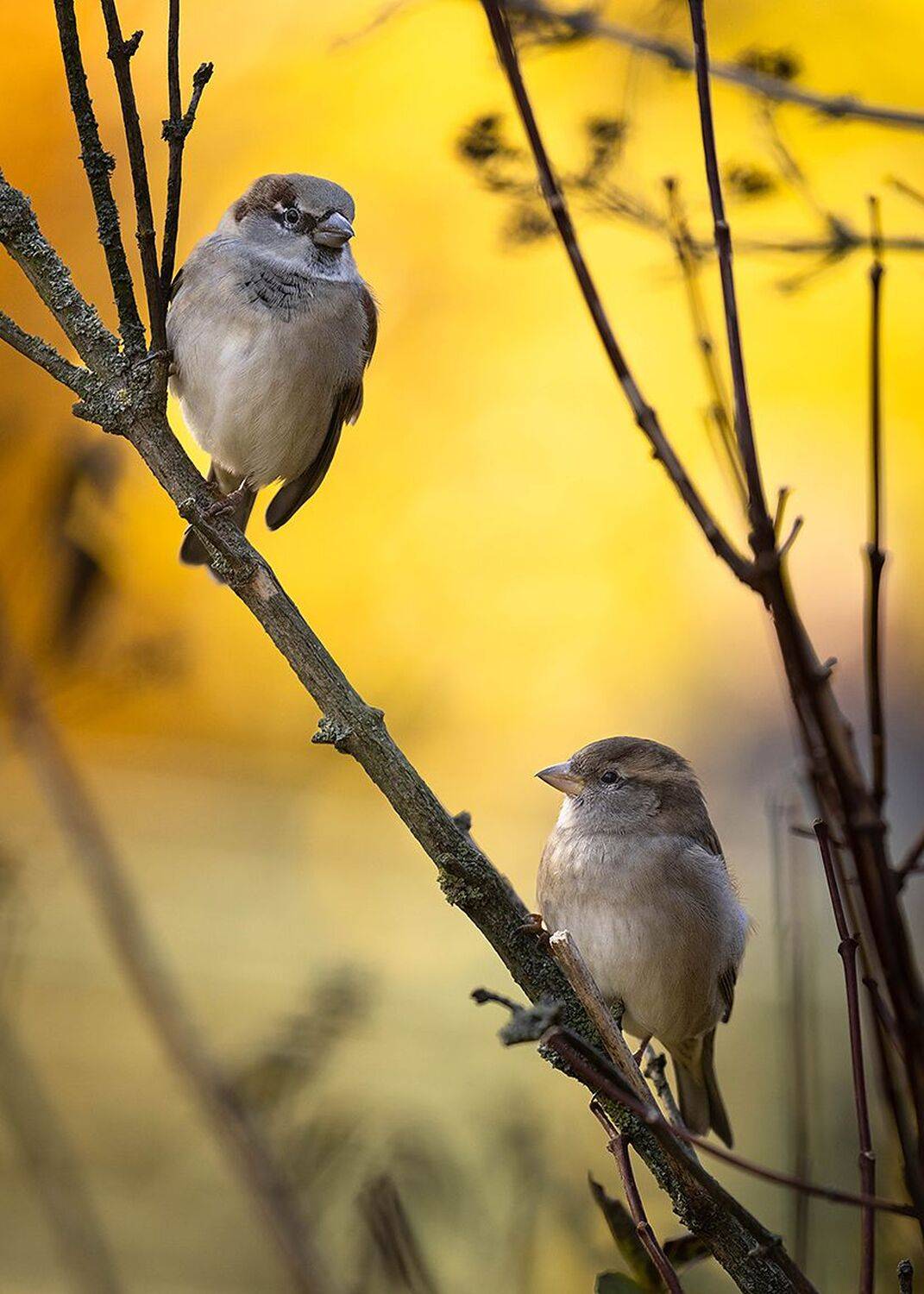 Sparrows. Автор: Robert Adamec , Robert Adamec