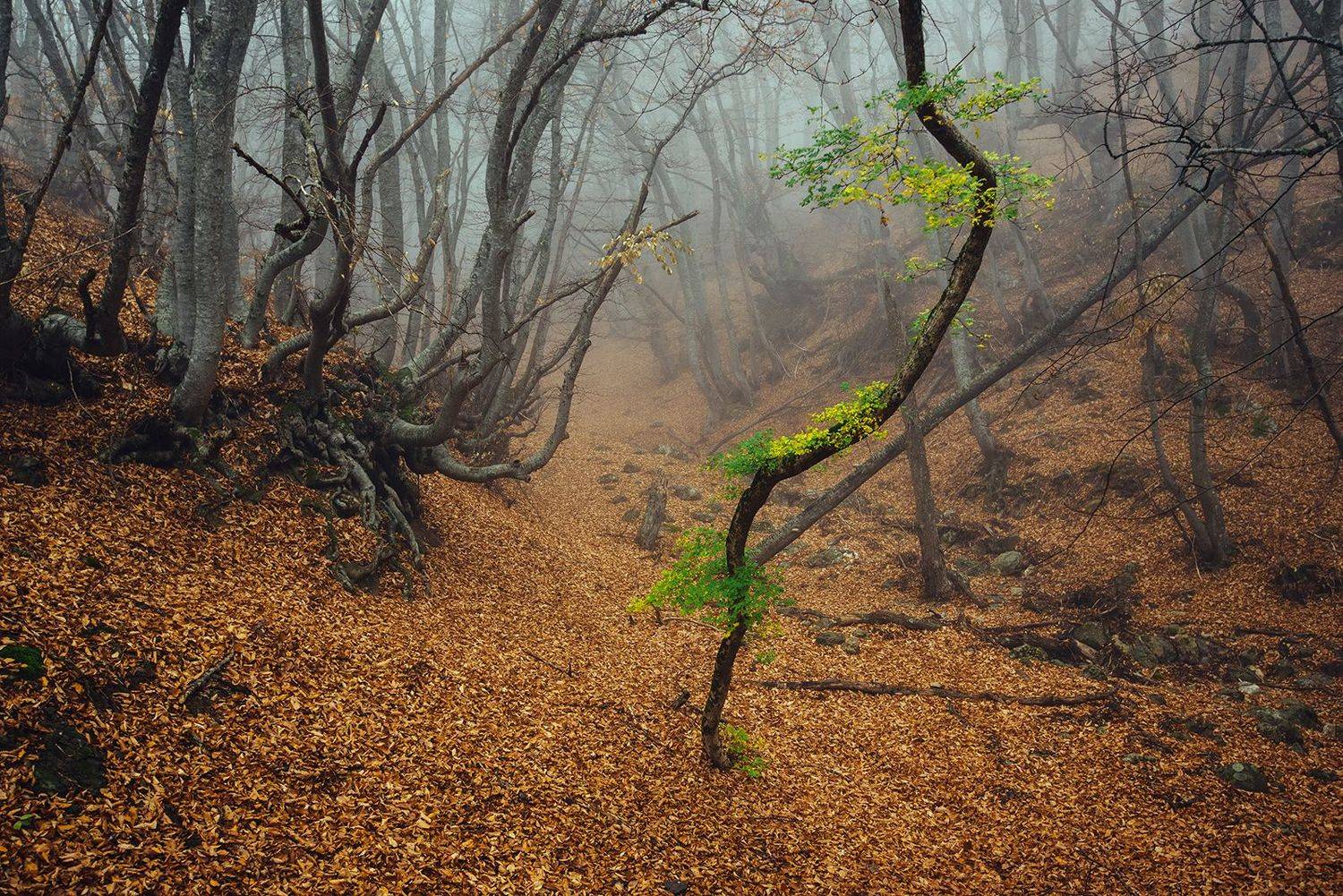крым, Юрий Коваленко