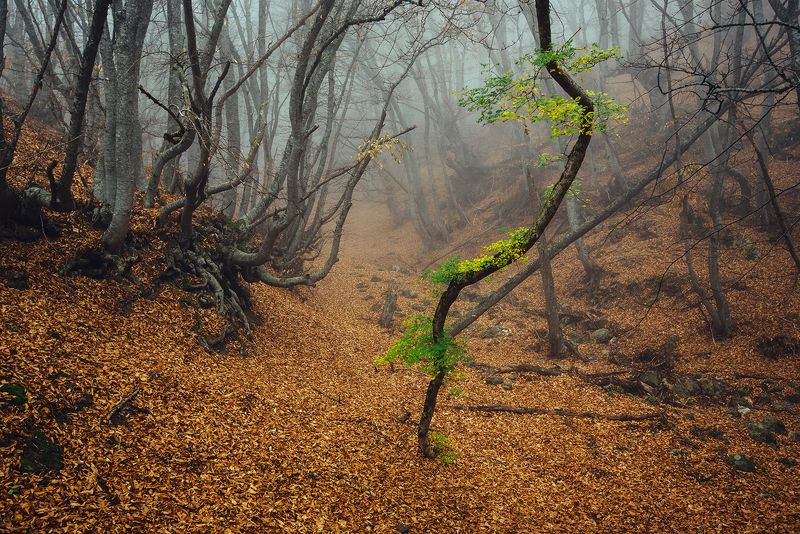 крым *** фото превью