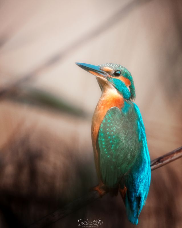 bird birdphotography kingfisher eisvogel vogel wildlife animal nature  The Kingfisher фото превью