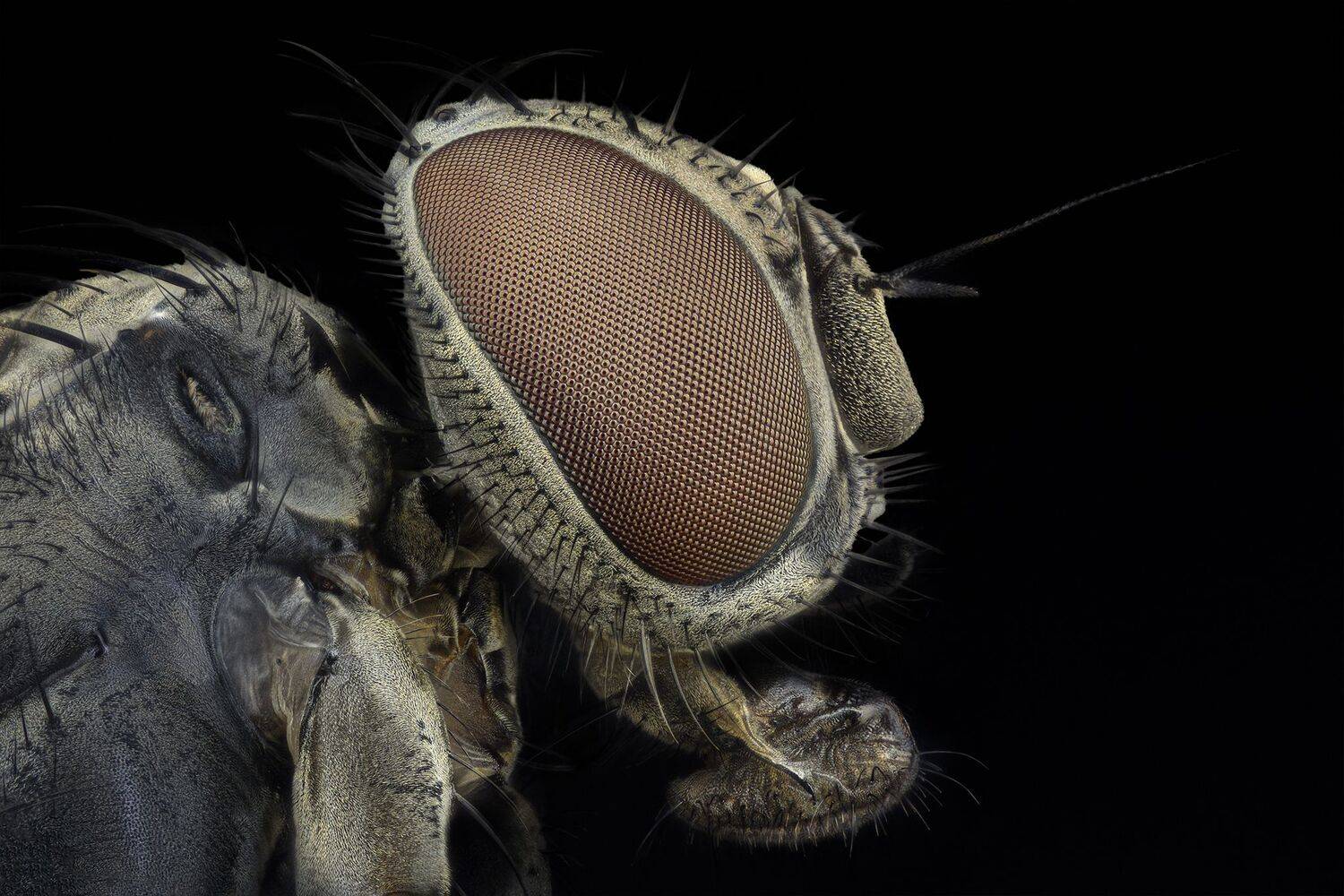 ceclii, macro, nikond7200, Tsvetan Ganev