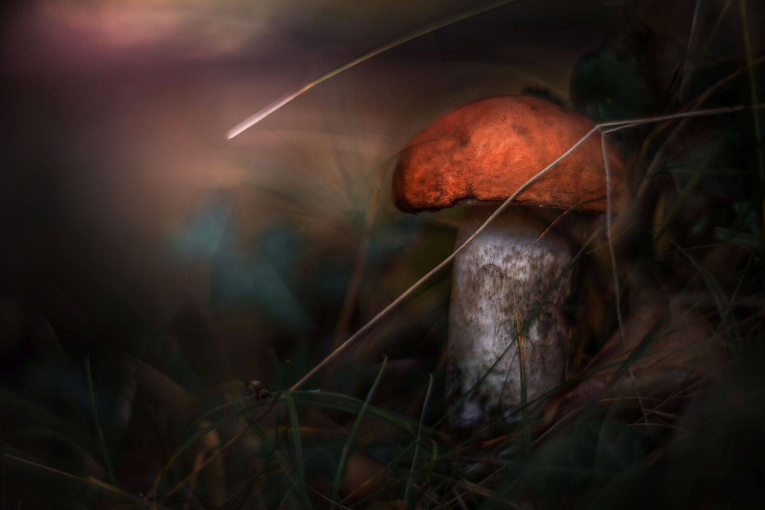 mushroom,flowers,wild,nature,light,bokeh,zenit,helios,nikon,brown,green,pink, Борислав Алексиев
