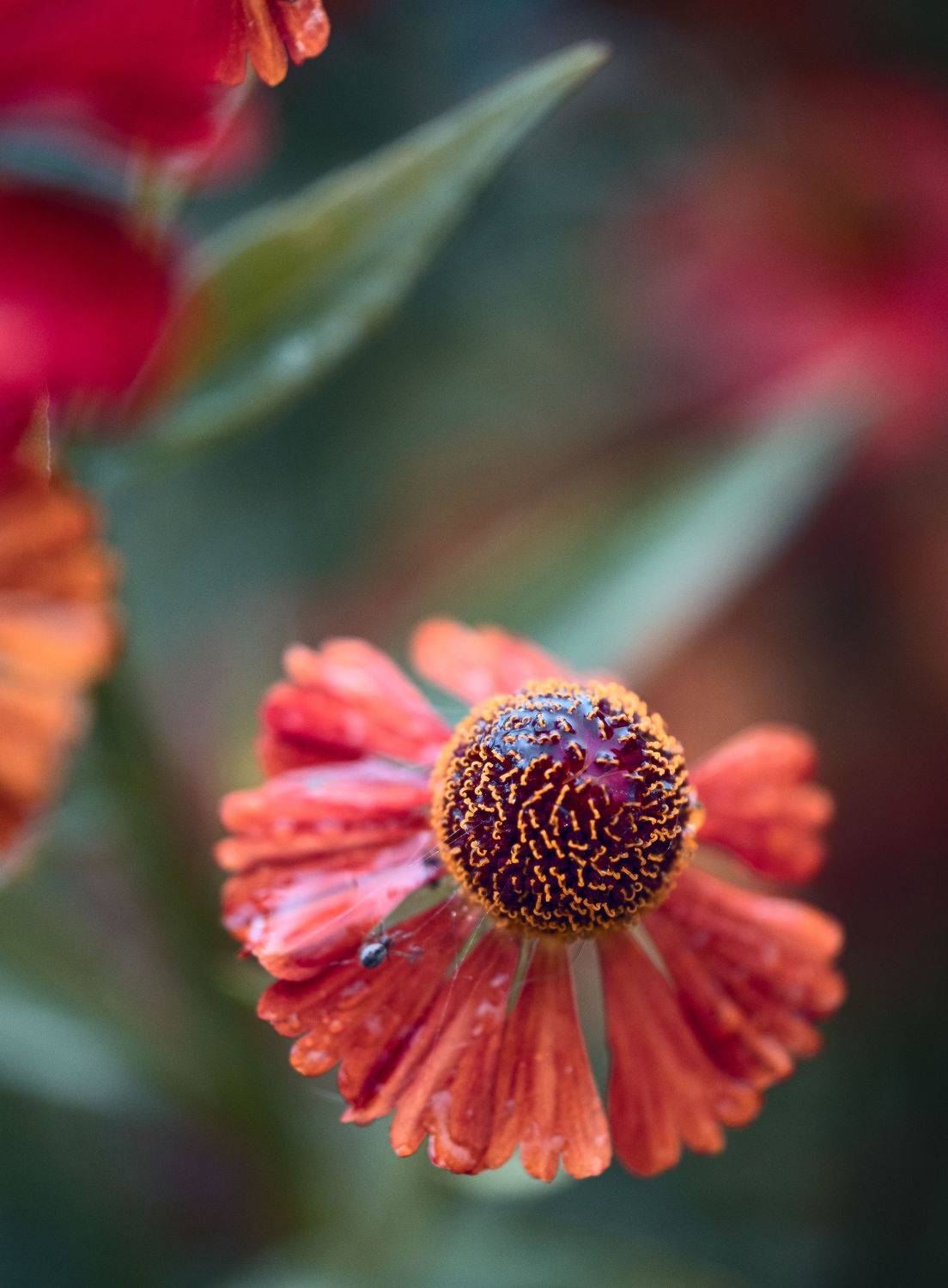 цветок, макро, Максим