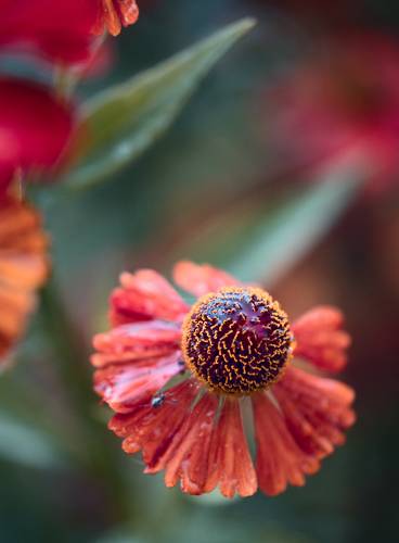 Любимые цветы тещи