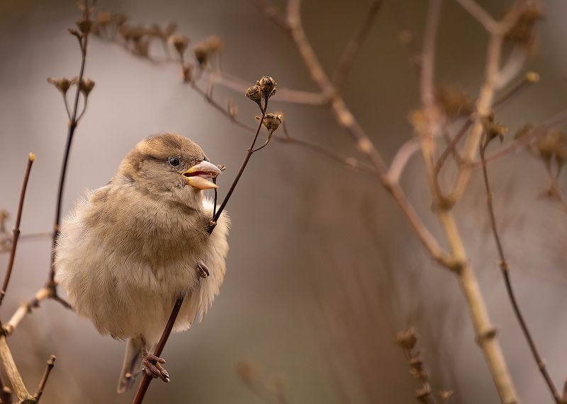 Sparrow фото превью