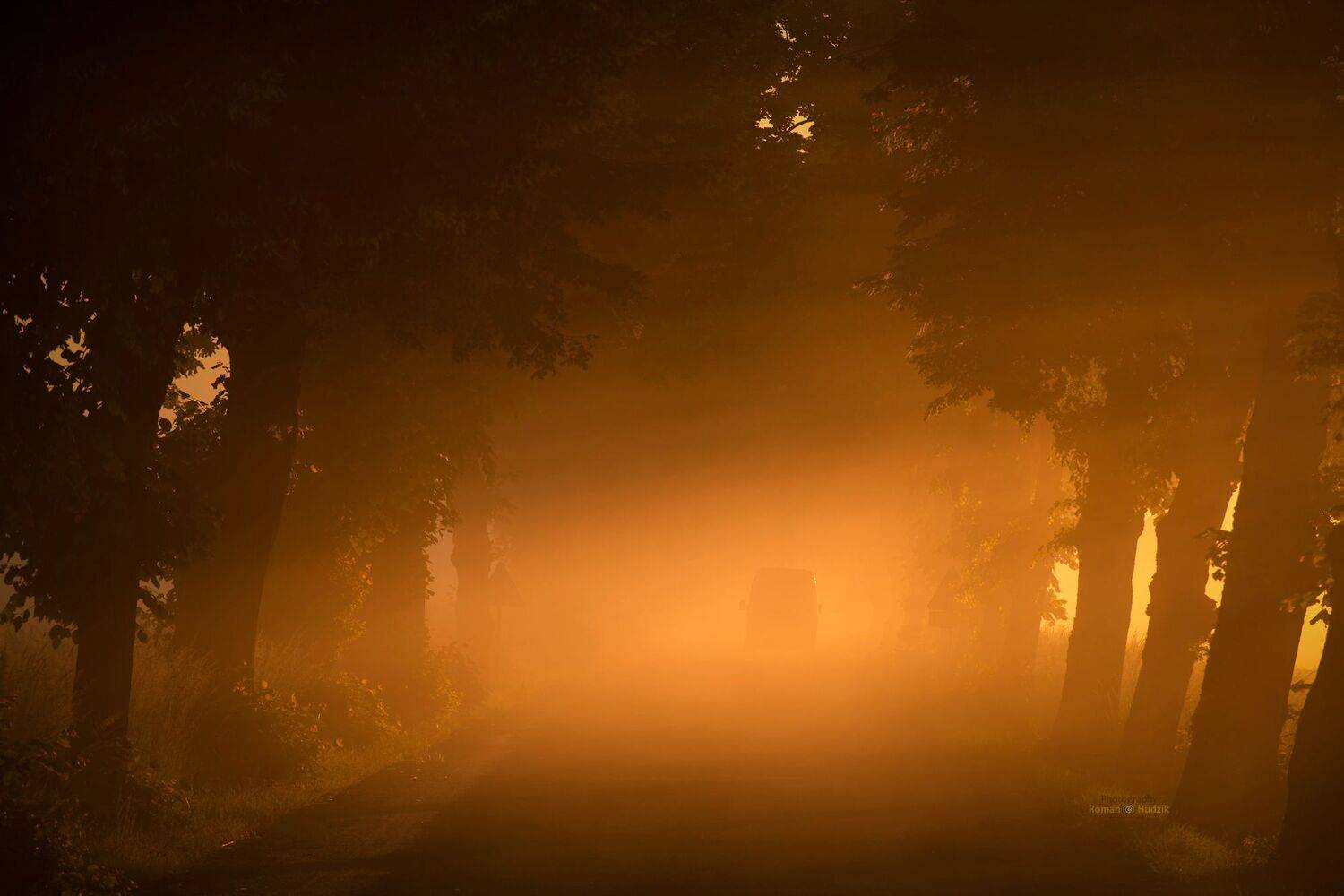 landscape, morning, road, trees, sunrise, light, fog, alley., Roman Hudzik