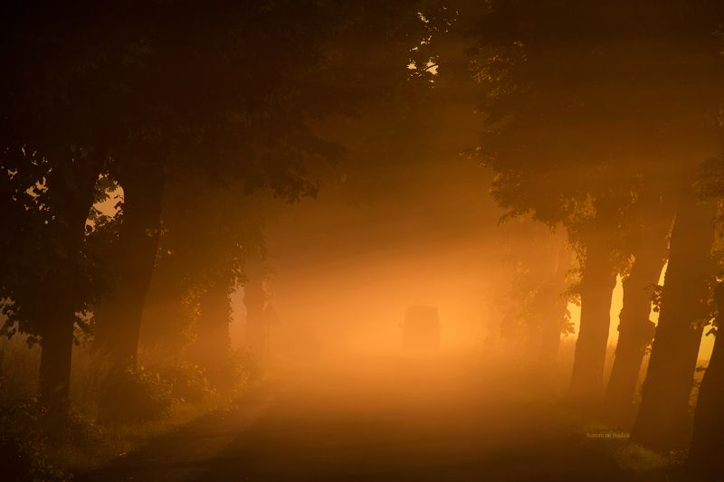 landscape, morning, road, trees, sunrise, light, fog, alley. A road full of surprises. фото превью