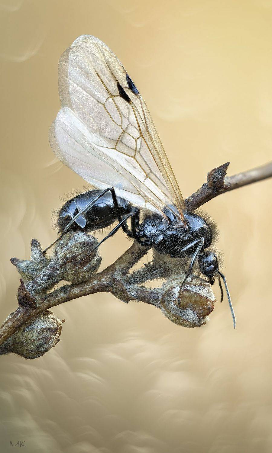 роение, муравей, крытатый, flying, ants, wings, Miron Karlinsky