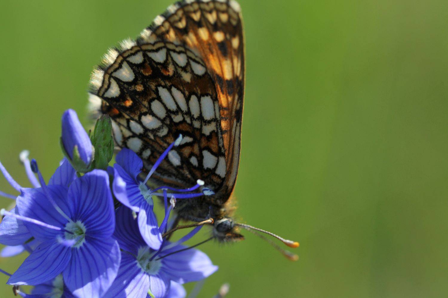 , Владимир Краснов