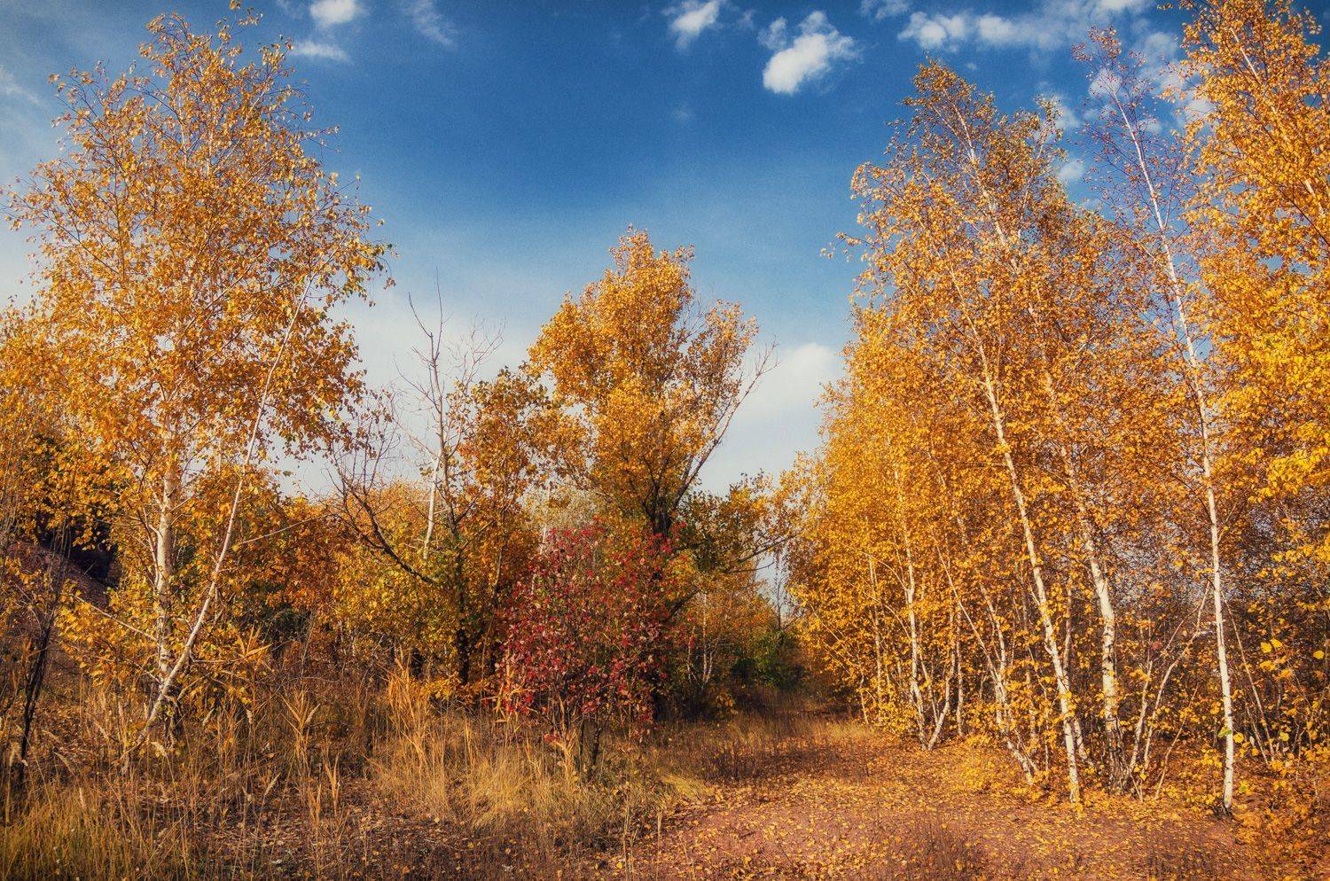 , Игорь Мелекесцев