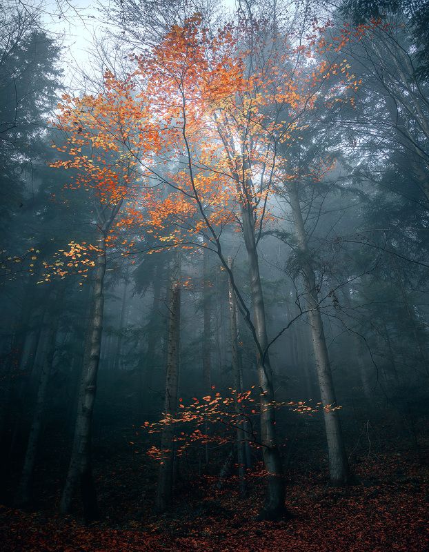 Pieniny Mountains фото превью