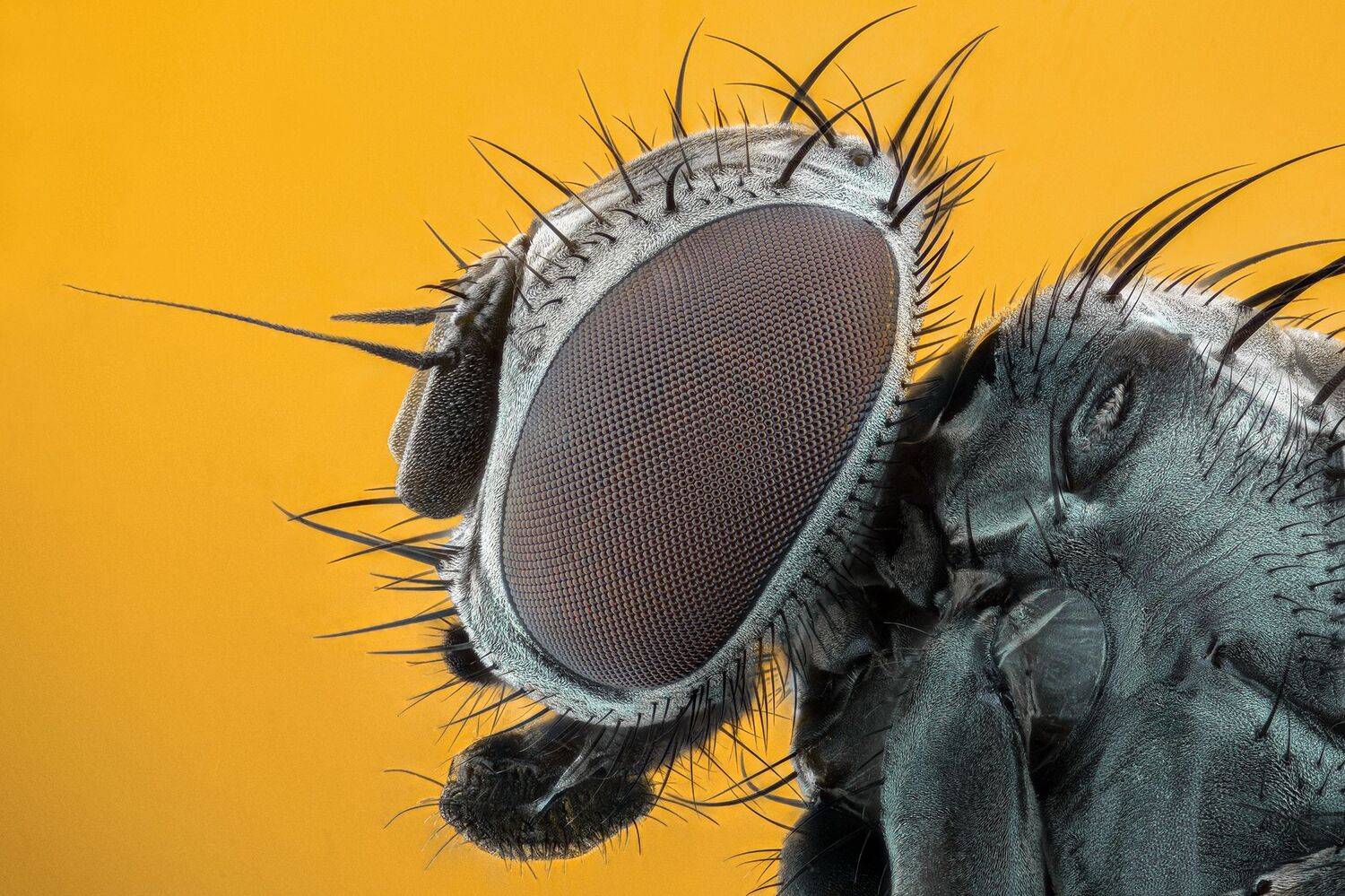 ceclii, macro, nikond7200, Tsvetan Ganev