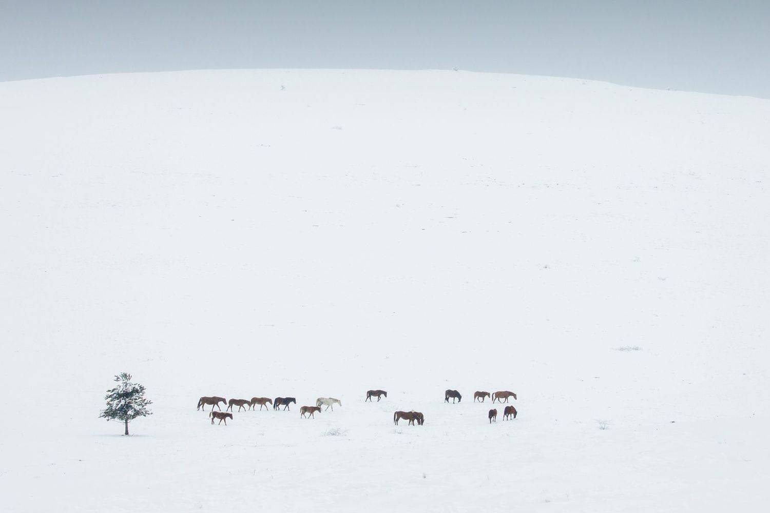 зима, лошади, снег, Елена Покрепа